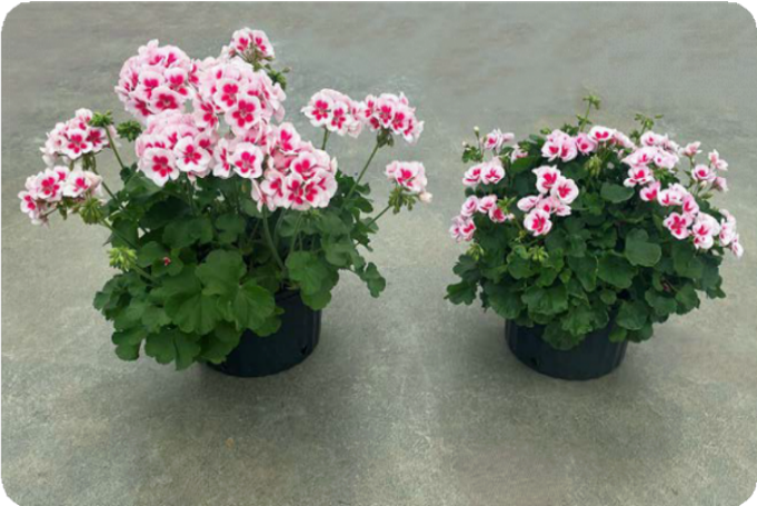Pelargonie Calliope L White Splash vs Americana White Splash, fot. Syngenta Flowers