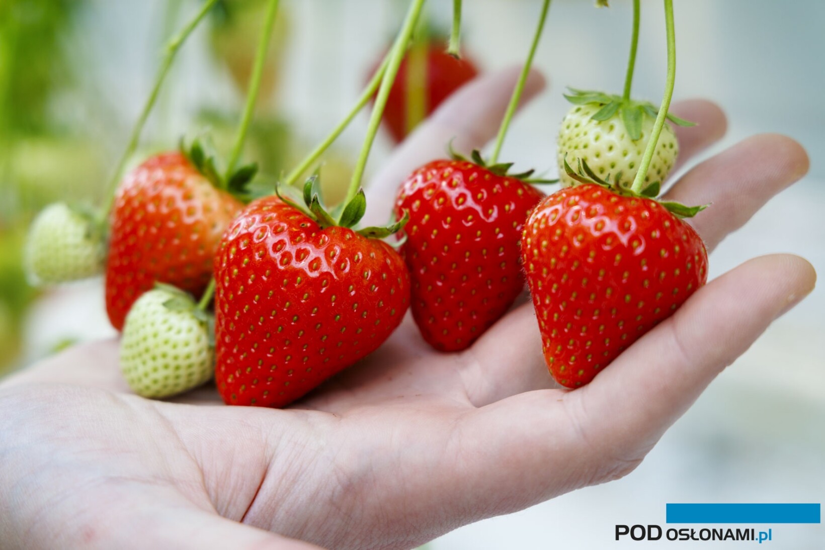 Nowa truskawka - Baya Solara - to pierwsza odmiana marki De Ruiter (Bayer), wyhodowana po przejęciu w 2023 r. brytyjskiej hodowli NIAB (fot. Bayer)