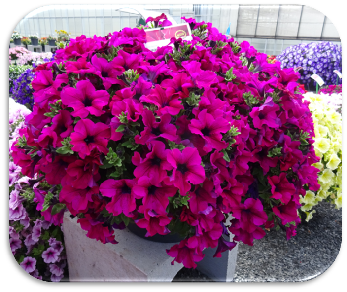 Petunia Sanguna Mega Purple, fot. Syngenta Flowers