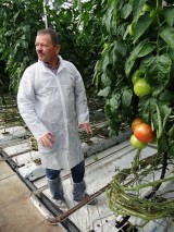Bardzo dużo informacji na temat produkcji pomidorów w polskich warunkach udzielił odwiedzającym specjalista z firmy Azelis Mieczysław Głaczkowski 