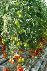 Pomidor śliwkokształtny Cyclade F1