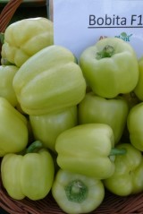 Bobita (Alter Plant)