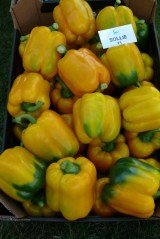 Sollie z firmy Hazera (nasiona w Polsce oferowane przez Nickerson-Zwaan)