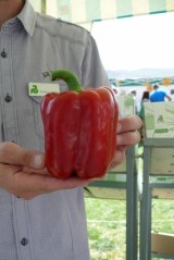 Traviatta (Rijk Zwaan)