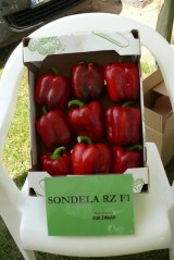 Sondela (Rijk Zwaan)