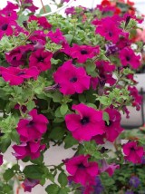 Petunia Surfinia 'Giant Purple', fot. 1-7 A. Cecot