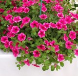 Petunia Conchita 'Strawberry Frost'