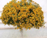 Calibrachoa Superbells 'Apricot Punch' 