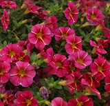 Calibrachoa Superbells 'Cherry Star'