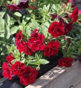 Calibrachoa Superbells 'Double Ruby'