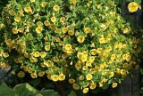 Calibrachoa Superbells 'Lemon Slice'