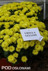 'Ursula Yellow'