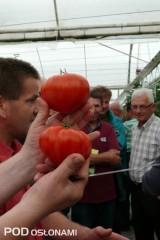 Dużym zainteresowaniem cieszyła się Gourmandia F1 - pomidor typu Bawole Serce  