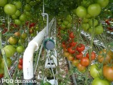 Uprawa pomidorów całogronowych w gospodarstwie Tomaholic BV