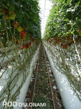 Uprawa pomidorów w szklarni półzamkniętej grupy Prominent w Groeneweg