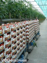 Transport pomidorów w rodzinnym gospodarstwie w Belgii