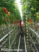 Tradycyjna uprawa pomidorów w belgijskiej szklarni doświadczalnej w Kriushoutem