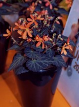 Begonia ‘Glowing Embers’, fot. 1-8 A. Cecot 