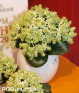 Kalanchoe Queen® MoreFlowers® ‘Paris Evergreen’
