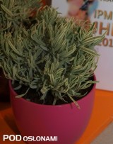 Lavandula angustifolia ‘Momparler’ 