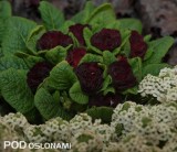 Primula BELARINA ‘Valentine’