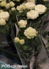Róża ‘Infinity Rose White’