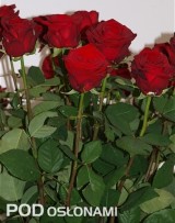 Róże ‘Red Naomi’
