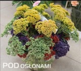 Barwione kwiatostany rozchodnika okazałego (Sedum spectabile)