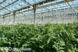 Pomidory odmiany Admiro F1, nad roślinami widoczne foliowe osłony, którymi ścieka woda kapiąca z rynien