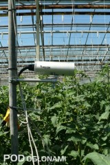 Rośliny są pod stałą obserwacją kamery - co ułatwia prowadzenie uprawy